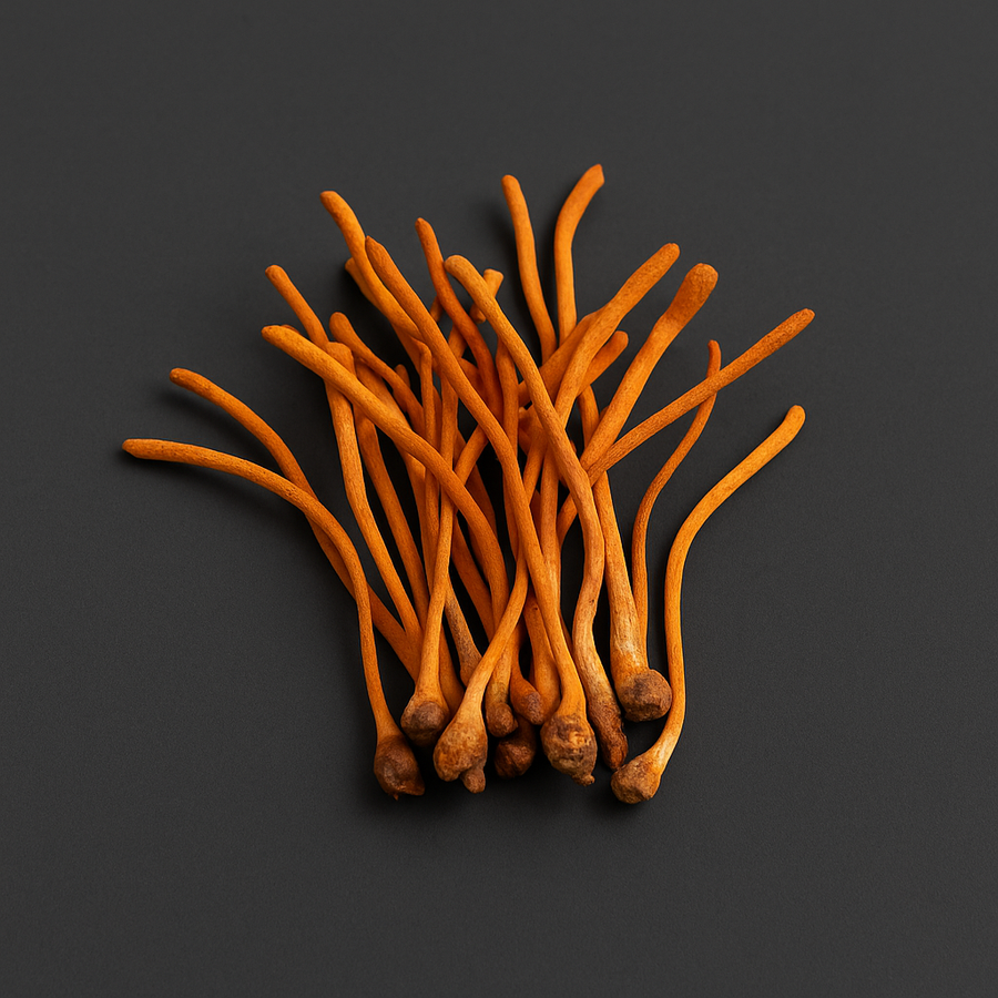 Cordyceps